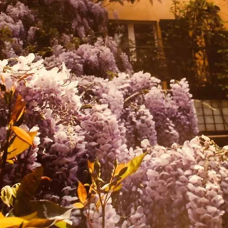 Appartamento The Garden Castiglione